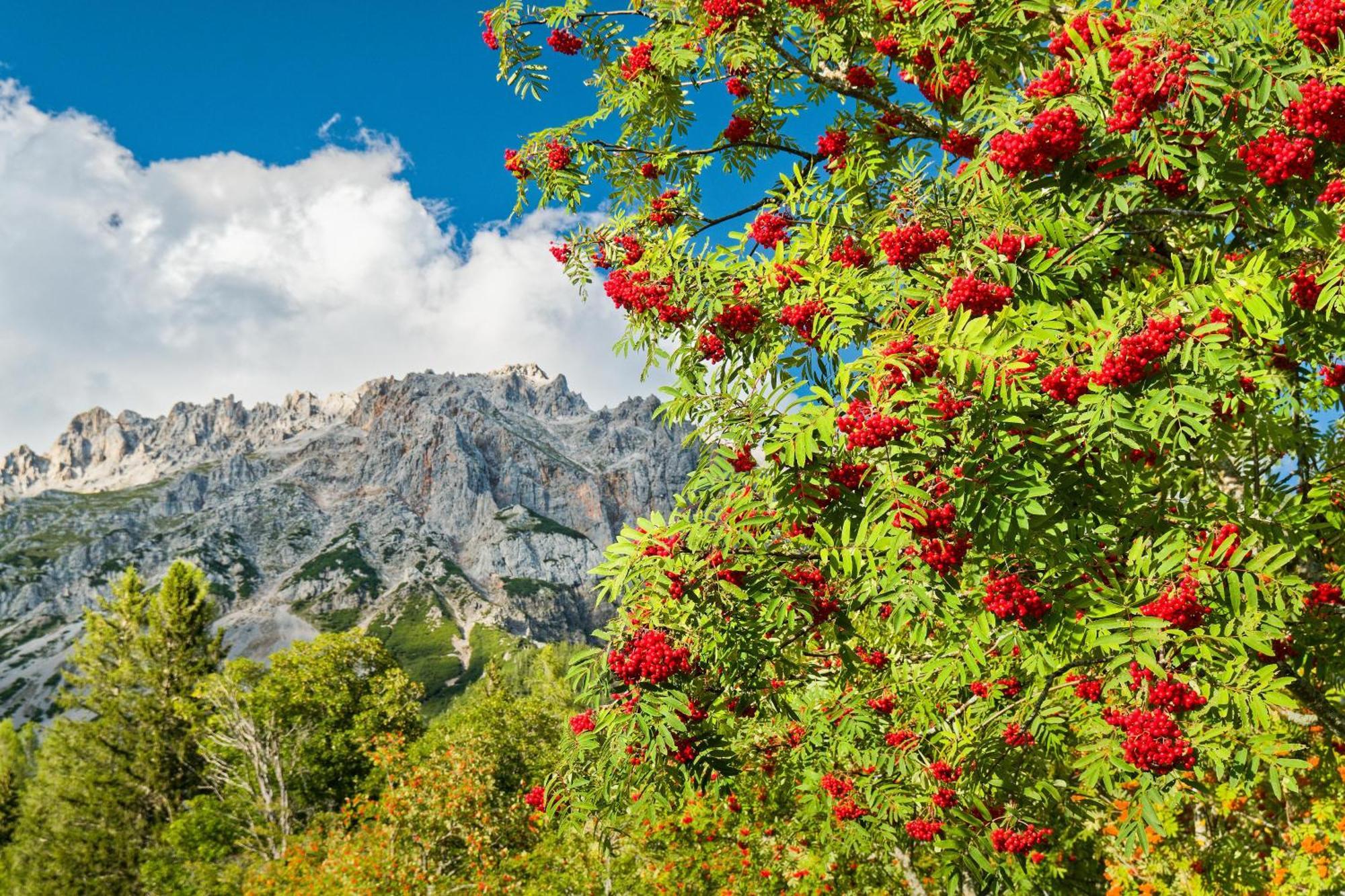 Pension Stoffenbauer Ramsau am Dachstein Luaran gambar